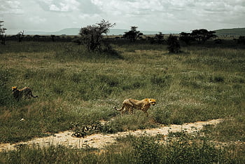 Gepard, chita, zvíře, Příroda, dravec, safari, divoký, savec, tráva, Afrika, tanzanie