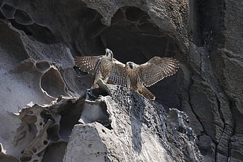 peregrine Falcon, birds, animals, hawk, falcon, wildlife, birds Of Prey, rock, nature