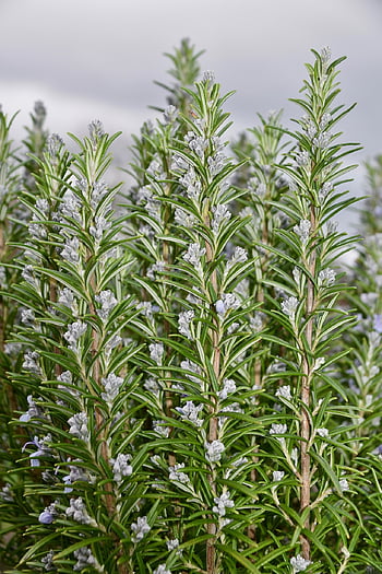 إكليل الجبل،  سالفيا روزمارينوس،  نبات عطري،  نبات طبي،  روزماري في زهرة،  شجيرة lamiacea،  طبيعة،  حديقة