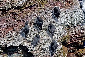 Guillemots, Lummen, Helgoland, Seevögel, Nordsee, Meeresinsel