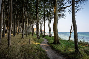 sea, beach, trees, coast, path, trail, coastline, nature, water, landscape, coastal Forest