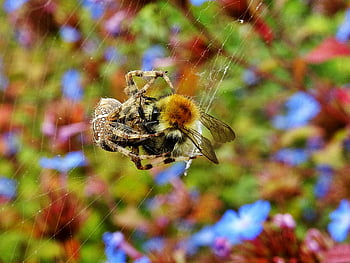 Orb Weaver Spider, webbing bee, close-up macro, spider capturing bee, vibrant flowers, nature raw, spider web, bee in web, macro image, wildlife photography, natural predator