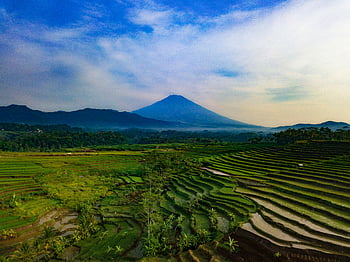 terrazze di riso, sfondo di montagna, Java centrale, vista aerea, Parte di riso vibranti, montagna maestosa, nuvole bianche, cielo blu, fotografia di paesaggio, bellezza naturale, Paesaggio agricolo
