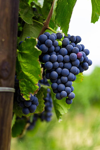 ripe grapes, colorful vineyard, purple grapes, vineyard scenery, lush green leaves, close-up grapes, grape bunch, vineyard grapes, grape vine, vineyard close-up, grape cluster