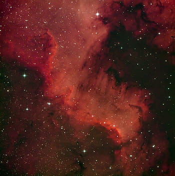Cygnus Wall, North America Nebula, NGC 7000, star formation, astrophotography, deep sky, Losmandy GM8, ZWO ASI533MC Pro, Optolong L Enhance, cosmic ridge, wide field view