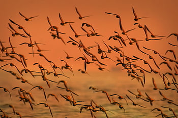 hejno ptáků, létajících ptáků, teplý západ slunce, nebe, velké hejn, půvabný let, ptáků za letu, migrace ptáků, fotografování přírody, scéna divočiny, západ slunce ptáků