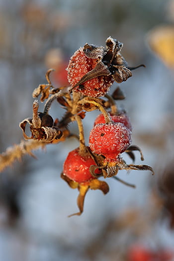 rose Hips, dog Rose, nature, frost, plant, fruits, winter