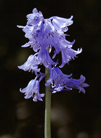 spanish Bluebell, hyacinthoides Hispanica, blue, spring, open, trusses, nature, plant, dear