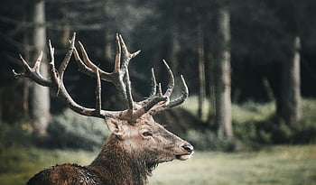 elk, parohy, les, zúčtování, detail, majestátní, klidný, volně žijících živočichů, Příroda, Jelen