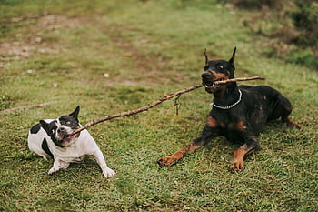 Doberman, French Bulldog, tug of war, stick, grass, playing, dogs, outdoor, pet, animal, fun