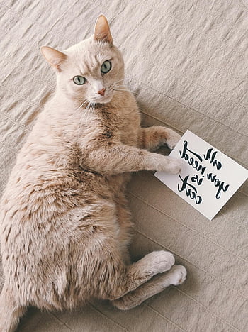 hnědá kočka, Střední kočka, rozkošná kočka, domácí kočka, Lounging Cat, ručně psané poznámky, roztomilý mazlíček, pet portrét, Vše, co potřebujete, je kočka, roztomilá kočka, domácího mazlíčka