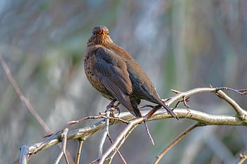 pták, přírodní pozadí, ornitologie, krásná příroda, druh, fauna, ptačí, zvíře, zobák, volně žijících živočichů, Příroda