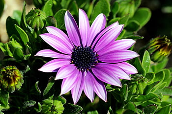 the See Super Maximum, osteospermum, flower Wallpaper, african Daisy, demoru, beautiful Flowers, daisy, flower Background, chrysanthemum, gazania, cape Margaret
