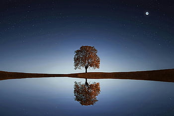 paesaggio notturno, albero solitario, acque calme, cielo stellato, riflessione dell'albero, notte serena, scena notturna, notte stellata, riflesso d'acqua, fotografia notturna, scena pacifica