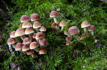 Nature de champignon de champignons, la biologie, marron, dangereux, aliments, forêt, champignon, les champignons, croissance, récolte, macro