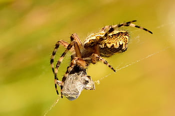 ragno, preda, web, ragnatela, aracnide, aracnofobia, artropodo, insetti, bug, Predatore e preda, predatore