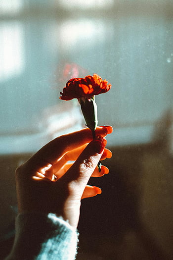 red-petaled flower, hand holding flower, sunlight, soft vintage feel, red flower, vintage photo, natural light, floral image, close-up flower, hand with flower, red petals