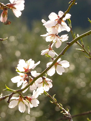 almond Tree, flowers, branch, almond Flowers, bloom, beautiful Flowers, blossom, tree, flower Background, plant, spring