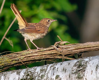 uccello, usignolo, ornitologia, specie, natura, fauna, aviaria, animale, becco, birdwatching, ramo