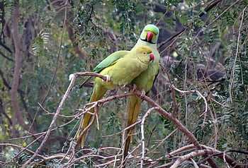 pták, andulka, zelená, tropický, Papoušek, fauna, růže-kroužil papoušek, psittacula krameri, prsten-hrdlem papoušek, rajasthan, Příroda