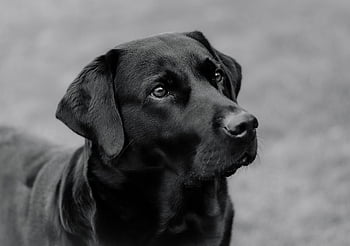 Labrador, kutya, állat, emlős, tépőfog, házi kedvenc, belföldi, természet, portré, aranyos, szemek