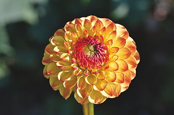 giardino, fiore, petali, bellissimi fiori, dalia, fiorire, fioritura, pianta fiorita, carta da parati floreale, pianta ornamentale, pianta