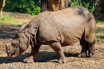 animals, rhino, indian Rhinoceros, thick Skin, nature, horn, africa, pachyderm, zoo Nuremberg, young Rhino