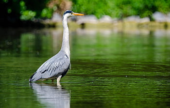 volavka popelavá, volavka, pták, zvíře, peří, zobák, Příroda, volně žijících živočichů, ptačí, ornitologie, jezero