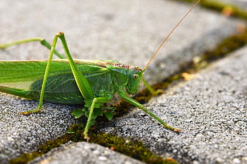 saranče, hmyz, zvíře, Příroda, entomologie, zblízka, makro