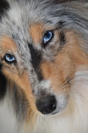 dog, female Dog, shetland Sheepdog Blue Eyes, pet, bitch Nobility Blue, next To Dog, long Muzzle, color Blue Merle, animal, female, doggie