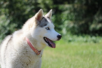 husky, siberian Husky, pet, dog, domestic Animal, animal, siberian, race, portrait, sled Dog
