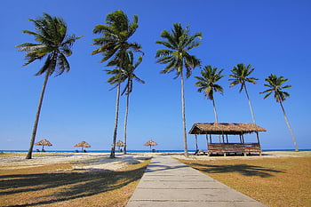 nucă de cocos, plaja tropicala, palmieri, magazii, cale pavată, vedere la ocean, Scena din timpul zilei, plaja pitorească, Peisaj pe litoral, la malul mării, paradis tropical