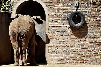 elephant, african Bush Elephant, rump, zoo, nature, mammal, big Animal, animal, the World Of Animals, wuppertal Zoo, pachyderm