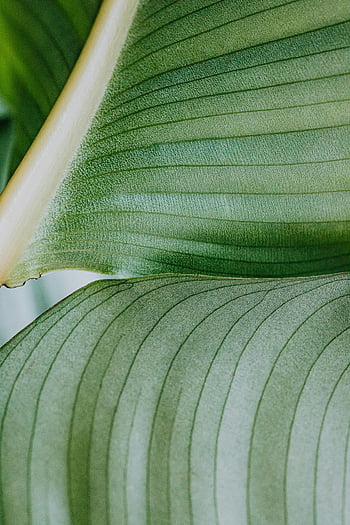 fotografia ravvicinata, foglie verdi, Texture dettagliata, foglie tropicali, Scatto botanico, nervature fogliari, fotografia naturalistica, Dettagli delle piante, modelli fogliari, macrofotografia, primo piano fogliare
