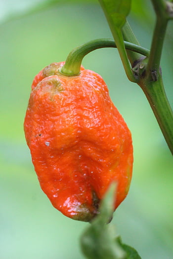 chili Pepper, ghost Pepper, plant, bhut Jolokia, king Chili, pepper, chili, vegetable, nature, king Chill