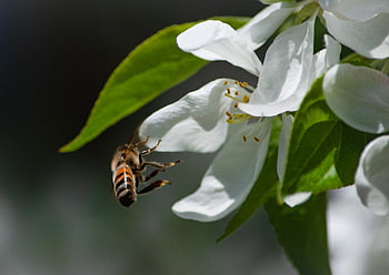 ape, fiore, natura, primavera, polline, all'aperto, biologico, naturale, Ali, giardino, fioritura