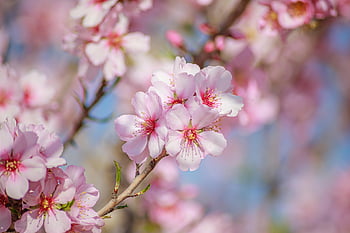 sakura, flowers, beautiful Flowers, cherry Blossoms, flower Wallpaper, white Petals, petals, bloom, flower Background, blossom, flora
