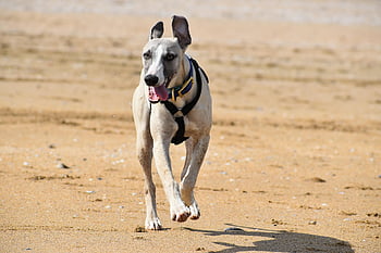 dog, greyhound, mammal, whippet, beach, nature, sea, necklace, harness, holiday, pet