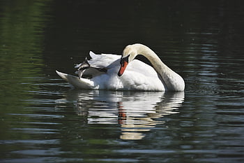 swan, water Bird, schwimmvogel, proudly, white Swan, bird, white, water, waters, swim, elegant