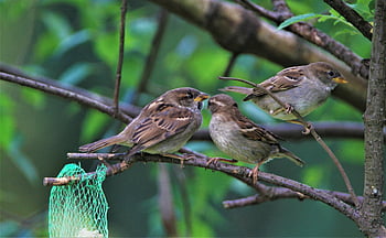 sparrows Family, sparrow, birds, songbirds, nature, sparrows, feathers, mood, together, collective, plumage