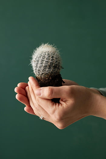 hands holding cactus, studio shoot, dark green background, close-up, small spiky cactus, green background, gentle hold, cactus plant, studio photography, plant care, nature photography