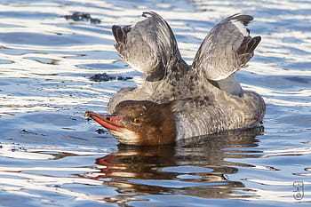 společný ženský společník, mergus merganser, Kongsberg Norsko, Fosseparken, kachny divoké, řeka, kánon 60d, Sigma 150-500 mm, fotografování divoké zvěře, Příroda, vodní ptáci