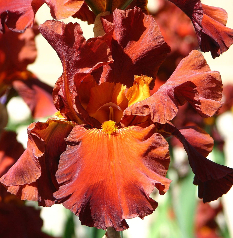 iris, iris barbuto, rame, bronzo, rosso, fiore, fiorire, primavera, pianta