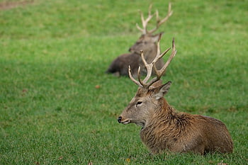Jelen, zvíře, volně žijících živočichů, parohy, savec, fauna, divočina, louka, Příroda, živočišného světa