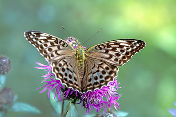hmyz, motýl, entomologie, křídla, druh, opylování, květiny, květ, flóra, krásné květiny, stříbřitá fritillary