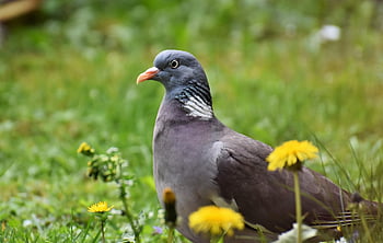 pták, holubice, holub, ornitologie, druh, fauna, zvíře, volně žijících živočichů
