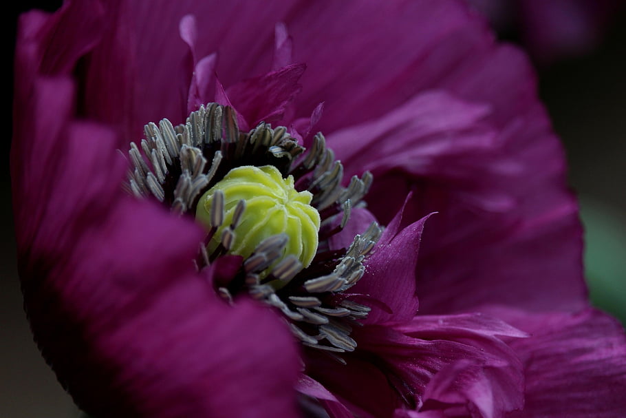 poppy, flower, flower Background, plant, petals, purple Flower, blossom, bloom, stamens, rubber Stamp, flower Wallpaper