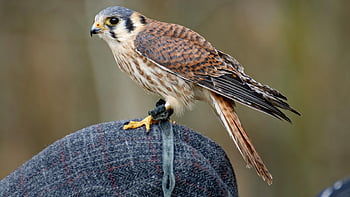 falcon, bird Of Prey, bird, zoo, animal, nature, wildlife