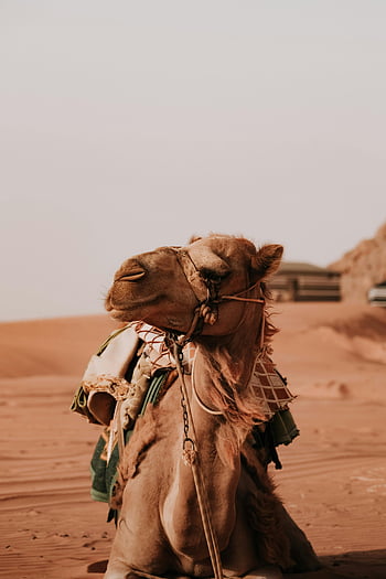 velbloud, poušť, wadi rum, Jordán, tradiční oděv, Červené písky, klidný, odpočívá, portrét, písečné duny, střední východ