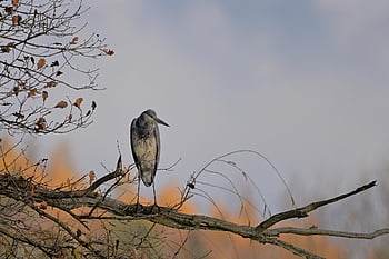 grey Heron, heron, water Bird, trees, sun, nature, bird, wildlife